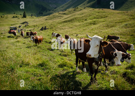 Les bovins/vaches/taureaux d'être entassés dans la Combe de Graydon au pied du Roc d'Enfer les montagnes, région des Alpes, France. Banque D'Images