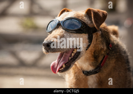 Chien de terrier de Patterdale portant des lunettes Banque D'Images