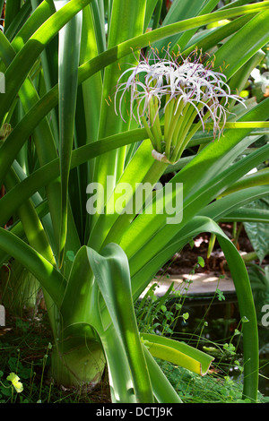 Lys de Midlands, Crinum mauritianum, Amaryllidaceae. Un Rare Lily de l'Ile Maurice, Madagascar, Afrique. Banque D'Images