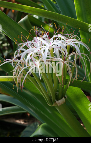 Lys de Midlands, Crinum mauritianum, Amaryllidaceae. Un Rare Lily de l'Ile Maurice, Madagascar, Afrique. Banque D'Images