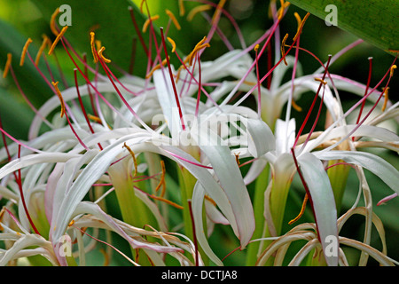Lys de Midlands, Crinum mauritianum, Amaryllidaceae. Un Rare Lily de l'Ile Maurice, Madagascar, Afrique. Banque D'Images