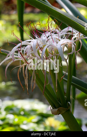 Lys de Midlands, Crinum mauritianum, Amaryllidaceae. Un Rare Lily de l'Ile Maurice, Madagascar, Afrique. Banque D'Images