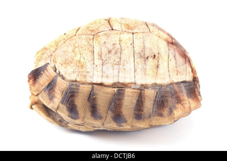 Tortue turtle shell isolated on white Banque D'Images