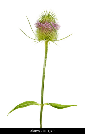 ,Cardère Dipsacus fullonum, montrant le oviod la tête de fleurs et feuilles lancéolées isolés contre white Banque D'Images