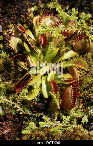 Venus Flytrap, Dionaea muscipula, Droseraceae. North Carolina, USA, Amérique du Nord. Une plante carnivore. Banque D'Images