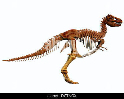 Tyrannosaurus rex vivent en Amérique du Nord au Crétacé et intimidant est un prédateur. Banque D'Images