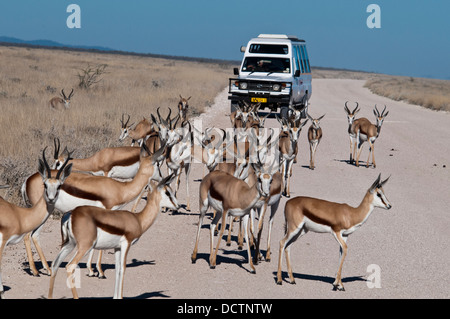 Les touristes de l'affichage d'un troupeau de springbok, Antidorcas marsupialis, à partir d'un véhicule de safari dans le parc national d'Etosha, Namibie, Afrique Banque D'Images