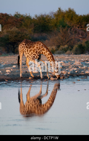 Girafe, Giraffa camelopardalis, et sa réflexion, de l'alcool à un étang dans le parc national d'Etosha, Namibie, Afrique Banque D'Images