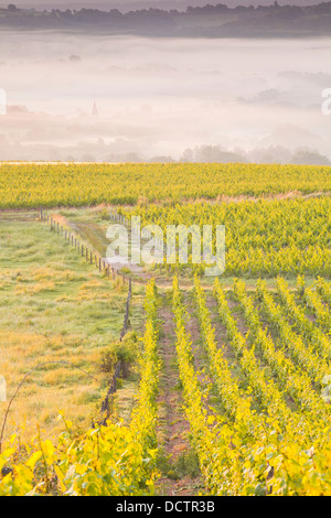 Vignobles près de Vézelay en Bourgogne lors d'une aube brumeuse. Banque D'Images