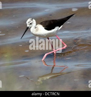 Close-up of a Black-winged Stilt de nourriture (Himantopus himantopus) Banque D'Images
