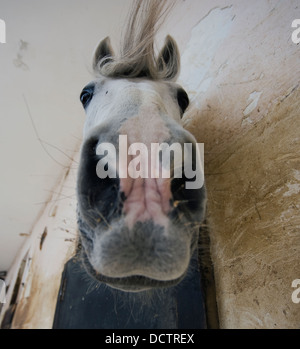 Le museau du cheval, Mellihea Malte Banque D'Images