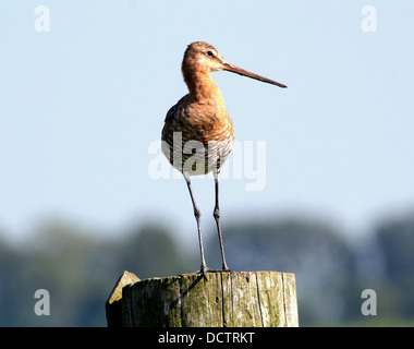 Barge à queue noire (Limosa limosa) posant sur un poteau Banque D'Images