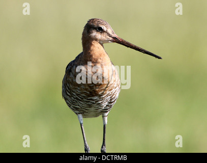 Récolte extrêmement détaillées de la tête et de la loi d'une barge à queue noire (Limosa limosa) posant sur un poteau Banque D'Images