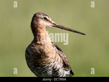 Récolte extrêmement détaillées de la tête et de la loi d'une barge à queue noire (Limosa limosa) posant sur un poteau Banque D'Images