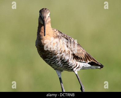 Récolte extrêmement détaillées de la tête et de la loi d'une barge à queue noire (Limosa limosa) posant sur un poteau Banque D'Images