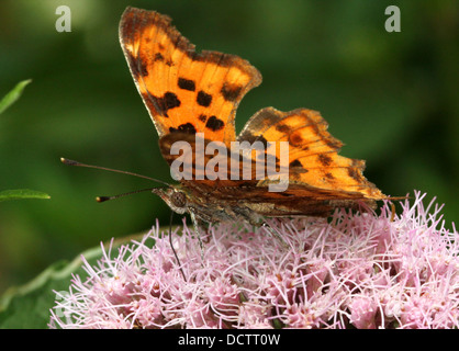 Image détaillée d'une macro (Polygonia c-album) qui se nourrissent de chanvre-fleur agrimony Banque D'Images