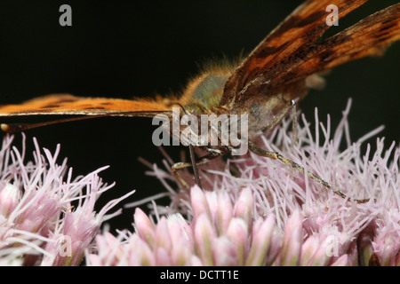 Image détaillée d'une macro (Polygonia c-album) qui se nourrissent de chanvre-fleur agrimony Banque D'Images