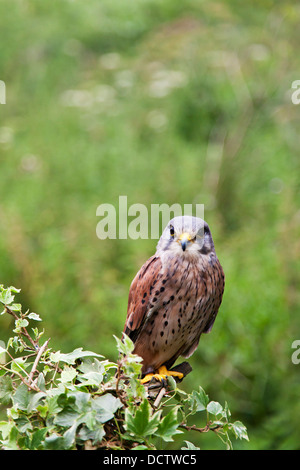 Kestrel perchée sur un buisson de lierre au bas de l'image avec un espace de copie. Banque D'Images