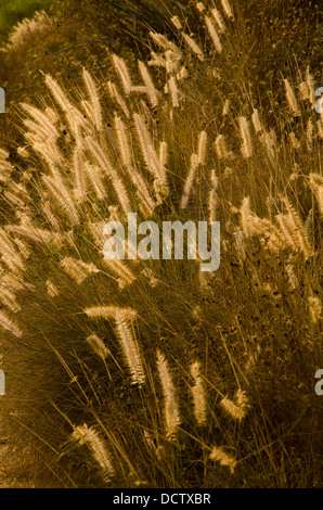 Fontaine oriental de l'herbe, Pennisetum orientale, rétroéclairé par sun. Malaga, Espagne. Banque D'Images