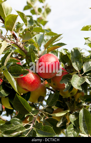 Pommes rouges poussant sur un arbre Banque D'Images