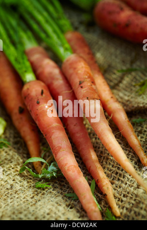 La récolte des carottes fraîchement, Hardwick, Vermont, New England, USA Banque D'Images