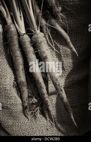 La récolte des carottes fraîchement, Hardwick, Vermont, New England, USA Banque D'Images