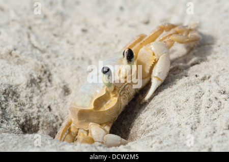 Maria Farinha Ocypode quadrata au crabe, plage de sable à Ilha do Mel, Paranagua, état du Parana, au sud du Brésil. Banque D'Images