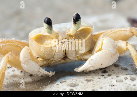 Maria Farinha Ocypode quadrata au crabe, plage de sable à Ilha do Mel, Paranagua, état du Parana, au sud du Brésil. Banque D'Images