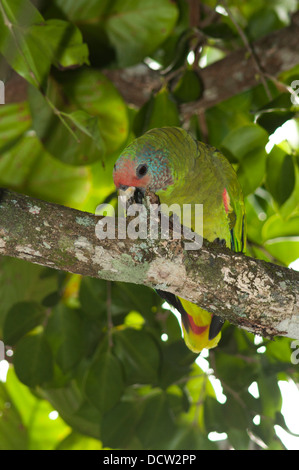 Red-tailed amazon (Amazona brasiliensis), red-tailed parrot, endémique au sud-est des Etats brésiliens de São Paulo et de Paraná. Banque D'Images