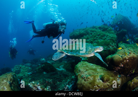 Les plongeurs récréatifs et des tortues nager à Laje de Santos Marine Park, l'état de São Paulo, Brésil, terre Banque D'Images