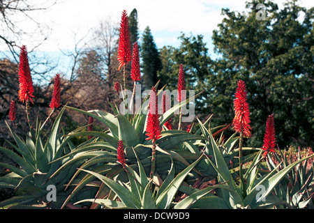 Cape Aloe / Bitter Aloe / Aloès / Aloe robinet rouge - d'Aloe ferox - Famille Asphodelaceae Banque D'Images