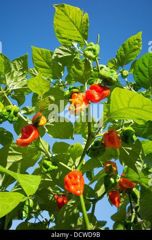 Naga espagnol extrêmement chaud (piments Capsicum chinense), aka Gibraltar chilis, maturation au soleil. UK, 2013. Banque D'Images