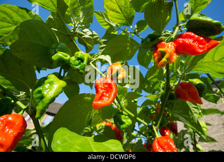 Naga espagnol extrêmement chaud (piments Capsicum chinense), aka Gibraltar chilis, maturation au soleil. UK, 2013. Banque D'Images