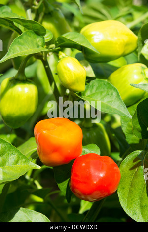 Piments Habanero très chaude (Capsicum chinense) de la maturation au soleil. UK, 2013. Banque D'Images