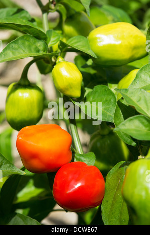 Piments Habanero très chaude (Capsicum chinense) de la maturation au soleil. UK, 2013. Banque D'Images