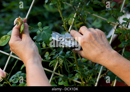 Dans la section Rose jardin vert Banque D'Images