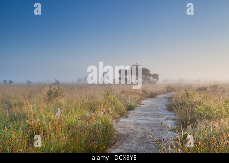 Chemin à travers marais de Misty matin d'été, Fochteloerveen, Pays-Bas Banque D'Images