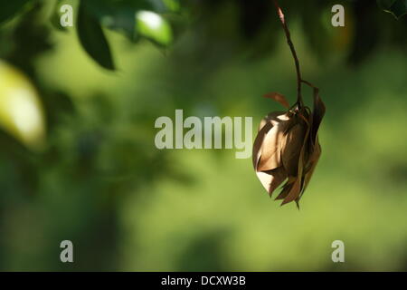 Le parc Kelvingrove, Glasgow, Ecosse, Royaume-Uni. 22 août 2013. Le premier signe de la mort des feuilles sur les arbres. Un signe que l'automne est sur son chemin. Paul Stewart /Alamy News Banque D'Images