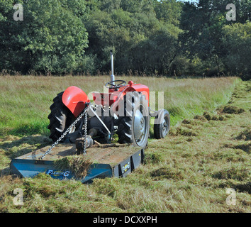 Tracteur Massey Ferguson 35 1956 et travaille encore tous les jours Banque D'Images