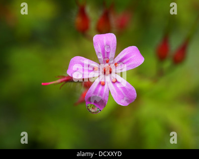 Herb Robert fleur sauvage avec des gouttes de pluie et la réflexion dans un flou d'vert. Schéma montrant les étamines et les pétales. Jolie texture. Banque D'Images