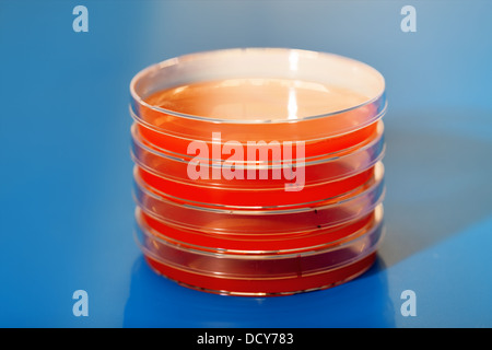 Medocal blie pétri sur tableau Banque D'Images