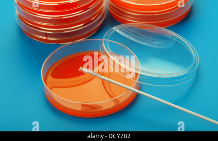 Collecteur de cellules et petri dish Banque D'Images