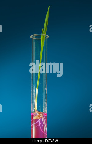 Laboratoire chimique. Contrôler la quantité de nitrates, pesticides et herbicides Banque D'Images