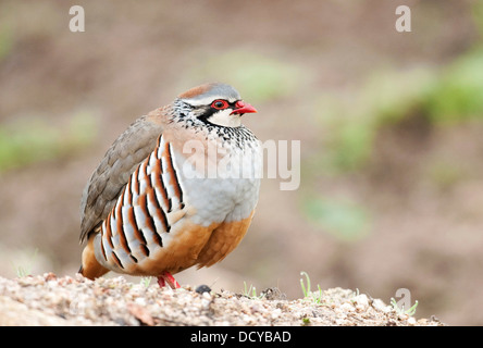 Pattes rouge Partridge Alectoris rufa Andalousie Espagne Banque D'Images