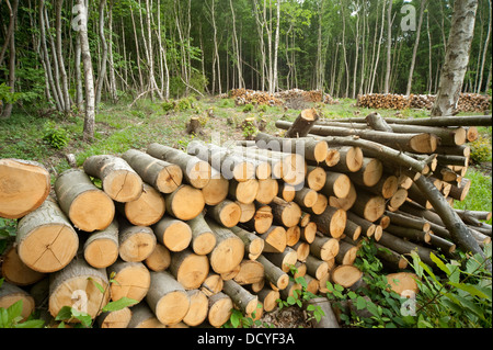 Dans un bois taillis boisés Blean Kent UK Banque D'Images