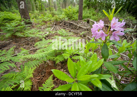 Rhododendron Arbuste Blean Kent Woodlands UK Banque D'Images