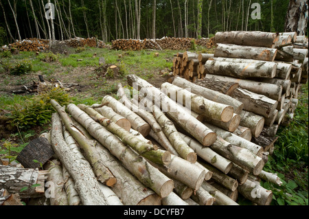 Dans un bois taillis boisés Blean Kent UK Banque D'Images