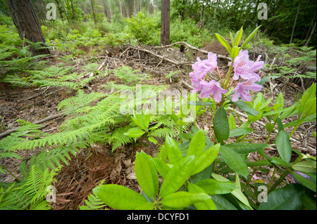 Rhododendron Arbuste Blean Kent Woodlands UK Banque D'Images