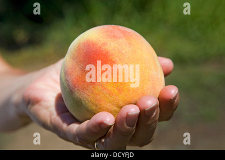 Un grand, freestone peach from the Kimberly vergers dans le centre de l'Oregon Banque D'Images