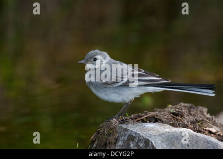 Bergeronnette pie bergeronnette printanière, blanche, Pied, Bachstelze Jungvogel, jeune, Bach-Stelze, Motacilla alba Banque D'Images